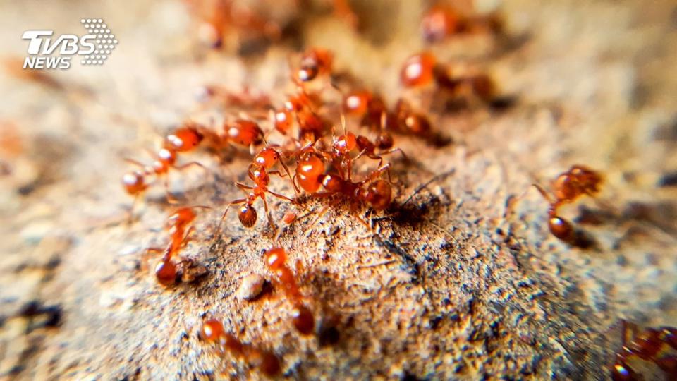 具有強力毒性的紅火蟻，若遭牠咬傷嚴重者恐會致命。（TVBS資料示意圖）