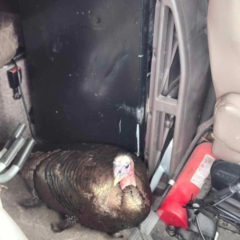 A turkey crashed through the windshield of a truck on Highway 3 in Kingsville, Ontario. Both the turkey and truck driver were uninjured. Photo courtesy of @OPP_WR/Twitter