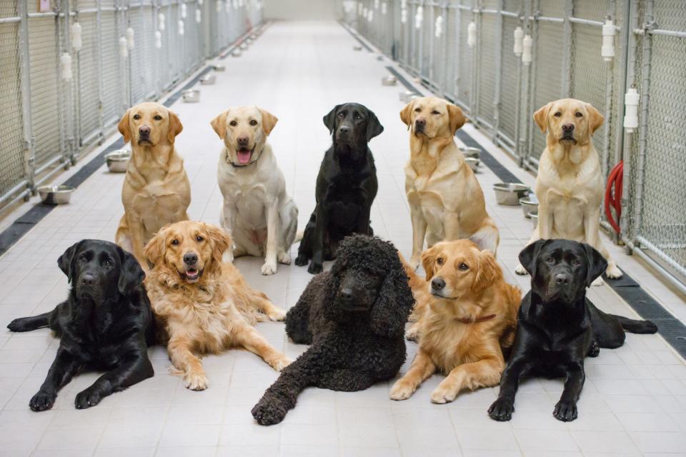 Some of the dogs involved in a training program operated by America's VetDogs to assist troubled veterans pose for a photo at the organization's main facility on Long Island. Most of the dogs in the program are Labrador retrievers or Labrador/golden retriever mixes.