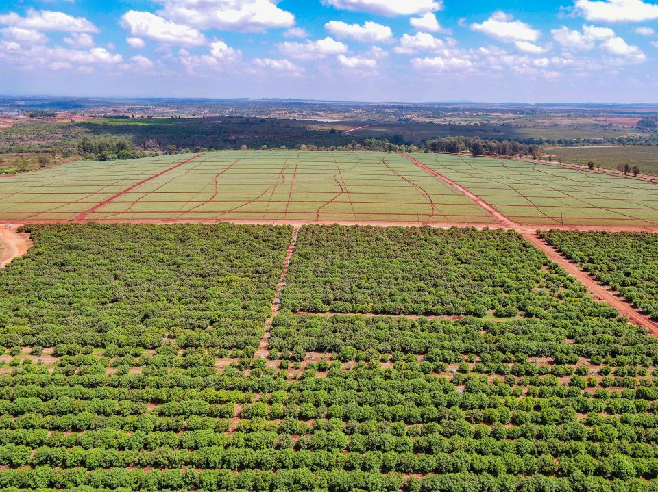 An avocado grove in Kenya. (Photo: Fresh Del Monte)