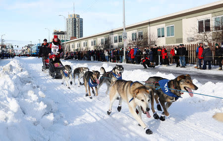 Aliy Zirkle and her dogs head out at the ceremonial start of the 47th Iditarod Trail Sled Dog Race in Anchorage, Alaska, U.S. March 2, 2019. REUTERS/Kerry Tasker