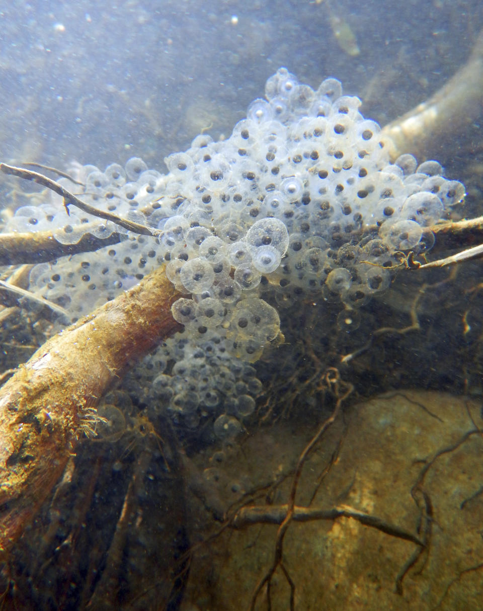 This March 17, 2017 photo provided by the National Park Service shows an egg mass from the California red-legged frog (Rana draytonii), found in a stream in the Santa Monica Mountains near Los Angeles. The discovery involving the rare frog has researchers hopping for joy. The NPS says the egg masses from the frog are evidence that the endangered species is reproducing. (National Park Service via AP)