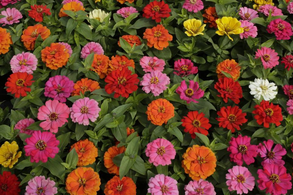 Flats of Zinnia await purchase.