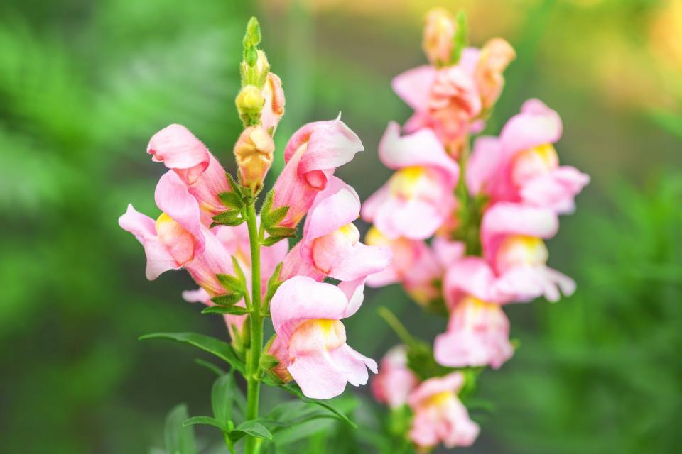 how to grow snapdragon flowers