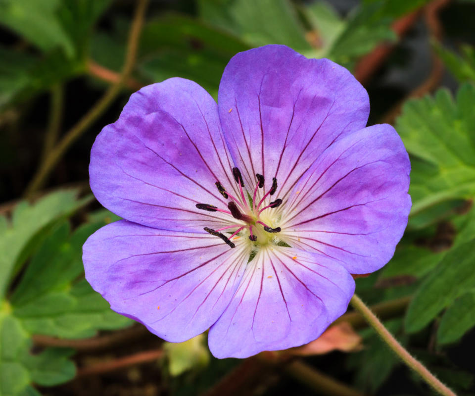 hardy geraniums Rozanne (‘Gerwat’)  flowering in summer display