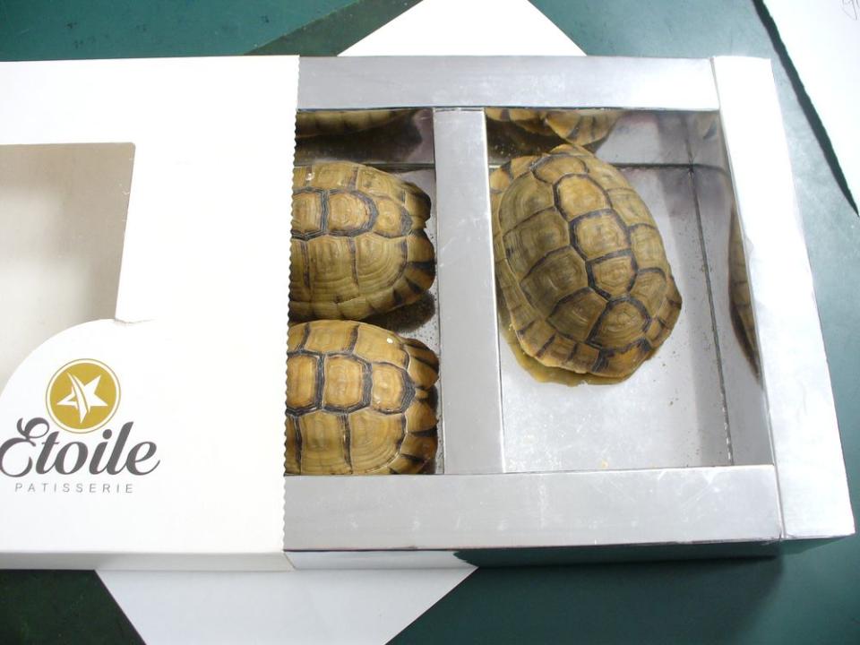 The man told customs officials that the three tortoises were chocolate