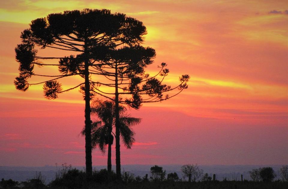 Bosque de araucarias