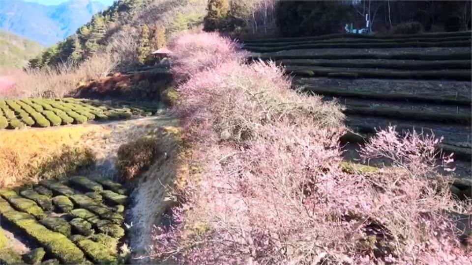 武陵農場櫻花大爆發！「粉紅花海」配燈光幸福感飆升