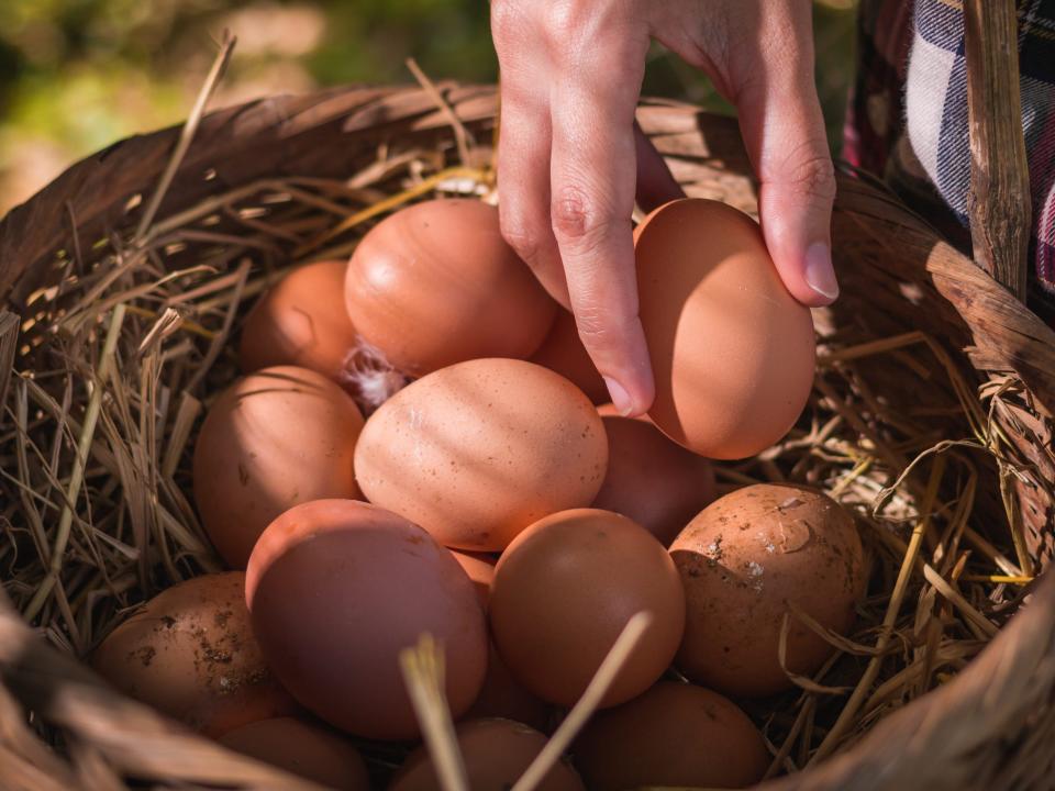 farm fresh eggs