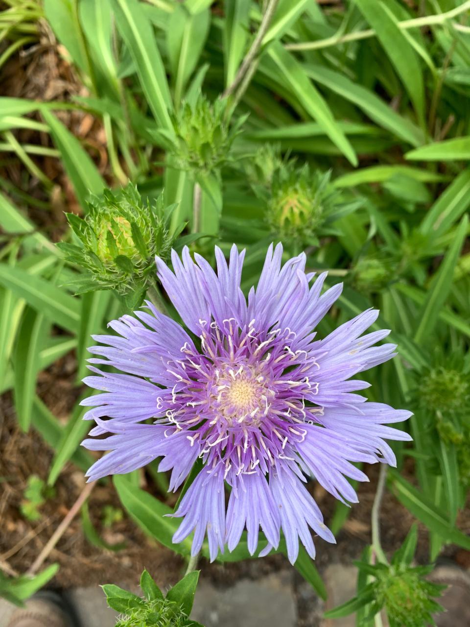 Stokesia laevis or Stokes' aster sports large blooms in the late spring.