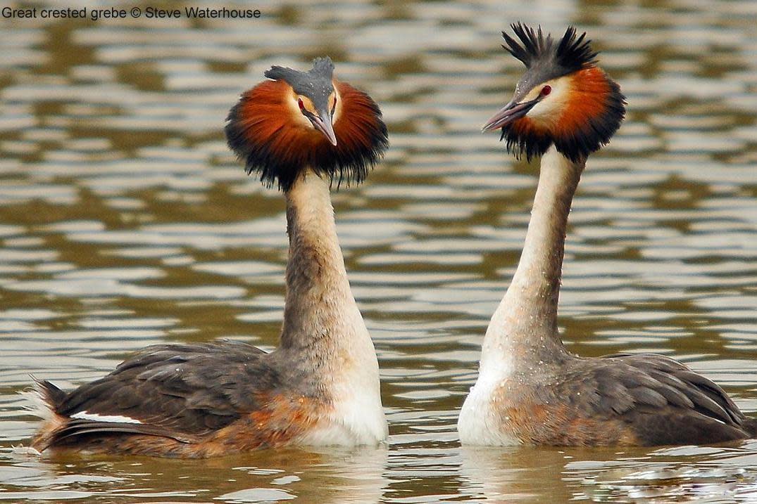 Around 100 years ago, the great crested grebe was pretty much extinct across London and the rest of the country