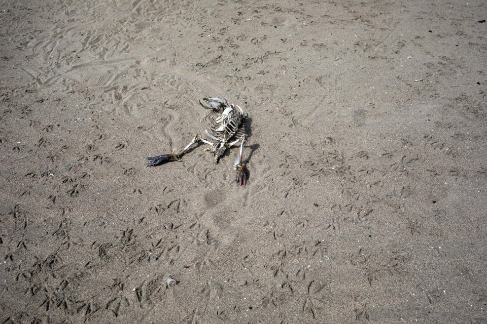 En esta imagen, tomada el 24 de marzo de 2020, el esqueleto de un pájaro, rodeado de pisadas de aves, en la orilla de la playa de Agua Dulce, en Lima, Perú. Diez días después de la declaración del estado de emergencia en Perú para frenar la propagación del coronavirus, las normalmente atestadas playas de Lima han sido tomadas por gaviotas y pelícanos. (AP Foto/Rodrigo Abd)