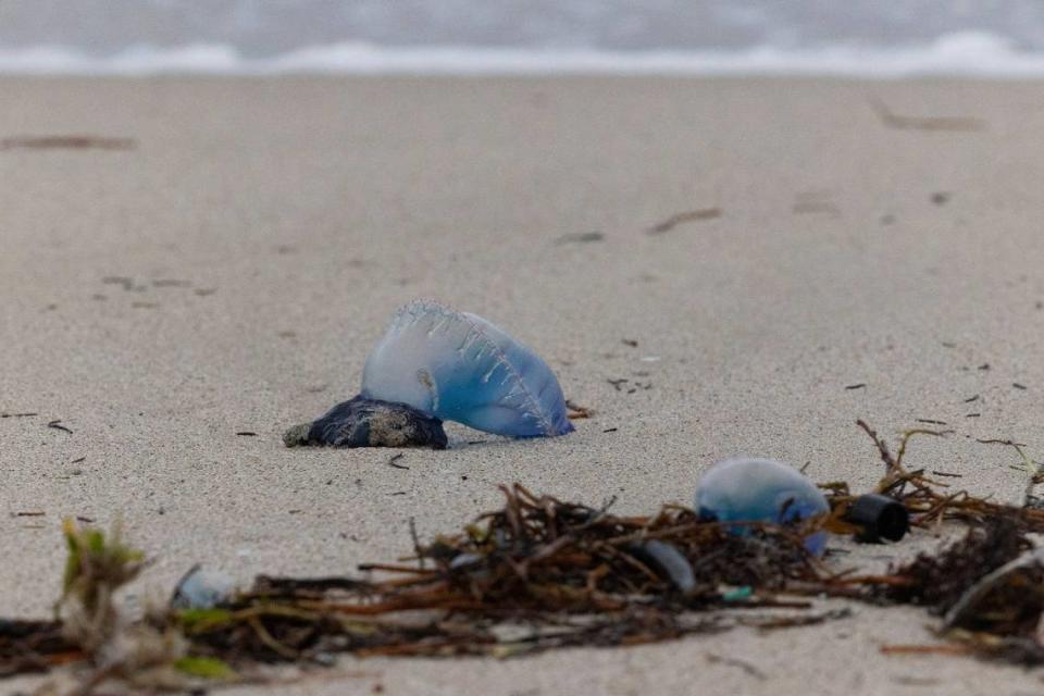 Two Portuguese Man o’ Wars lay washed up on the beach during bad weather on Wednesday, Dec. 13, 2023, in South Miami Beach.