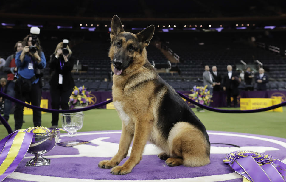 FILE - In this Feb. 15, 2017, file photo, Rumor, a German shepherd, poses for photos after winning Best in Show at the 141st Westminster Kennel Club Dog Show in New York. Named best in show at Westminster in 2017, Rumor counts among her puppies two PTSD service dogs that live with veterans. Two more pups are training toward that goal. (AP Photo/Julie Jacobson, File)