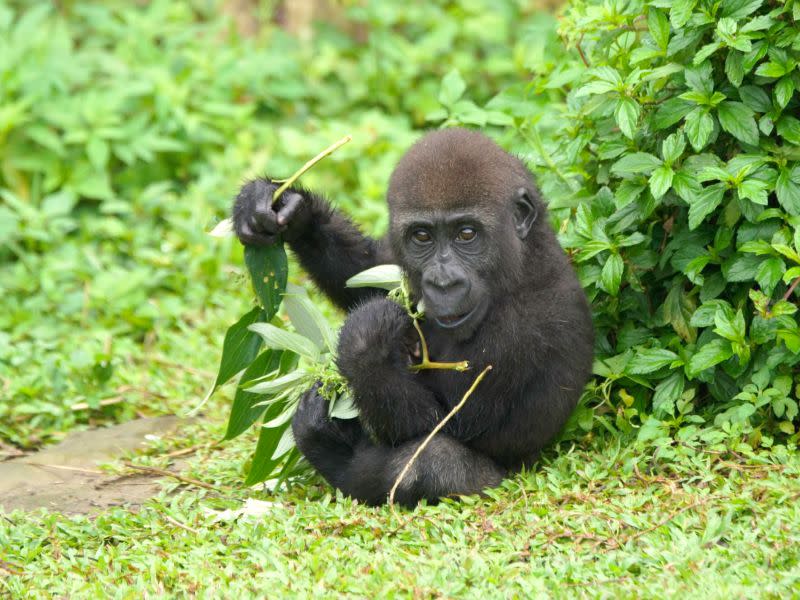 ▲Jabali：食物都是我的！（圖／臺北市立動物園提供,詹德川攝）