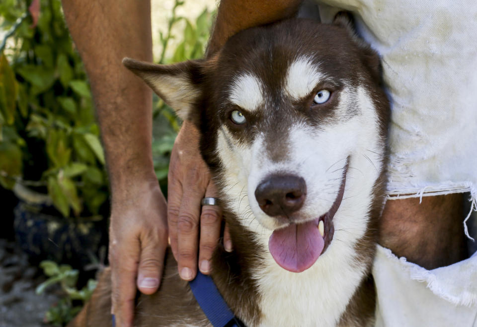 In this Wednesday, Nov. 21, 2018 photo, Sinatra, a brown and white Husky, sits at the feet of Gregory Verrill at his home in Seffner, Fla. Eighteen months after the dog disappeared from his home in New York, he ended up wandering in a Florida neighborhood where Rose Verrill, 13, took him in. Turns out, Sinatra once belonged to Zion Willis, 16, who died in a gun accident in Brooklyn, N.Y., in 2015. He'll be reunited with her family in Baltimore on Nov. 25. (Bronte Wittpenn/Tampa Bay Times via AP)