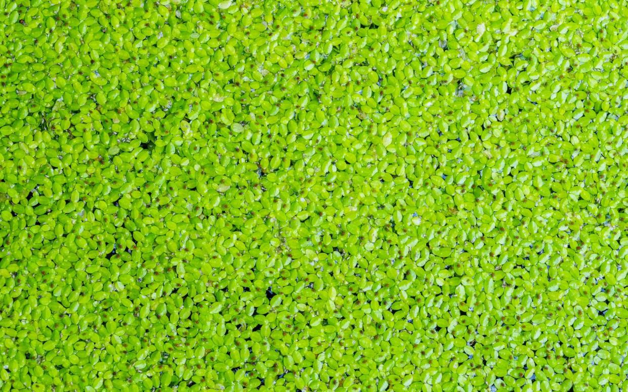 Duckweed does not have any roots, stems or leaves so is likely to be more resilient to conditions in space