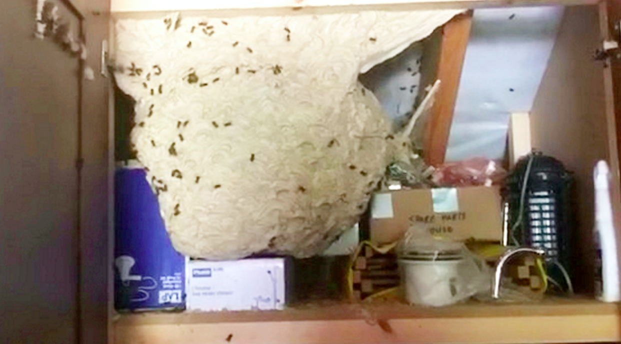<em>A garage cupboard hid the giant wasp nest, that was the size of a boiler (SWNS)</em>