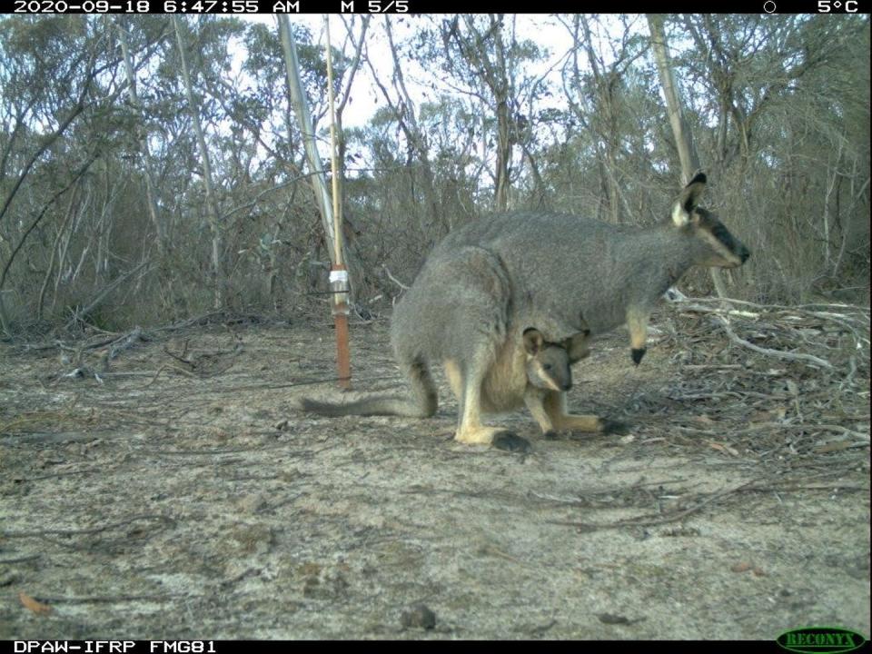 <span class="caption">Camera trap photo of a Black-Gloved Wallaby at Fitz-Stirling Reserves, Noongar Country, WA.</span> <span class="attribution"><span class="source">Bush Heritage Australia</span></span>