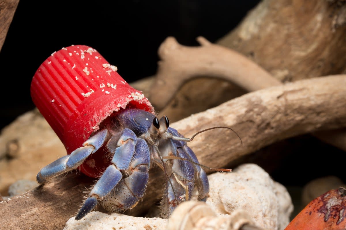 The researhers found a total of 386 Hermit crabs using artificial shells - mainly plastic caps.  (Shawn Miller)