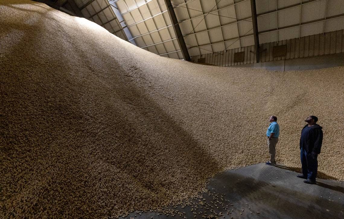 R.P. Watson III, vice president of operations for Severn Peanut Company, and employee Terry Whitehead look over a cold storage unit that houses ten million pounds of raw peanuts on Monday, July 10, 2023 at the Severn Peanut Company in Severn, N.C.