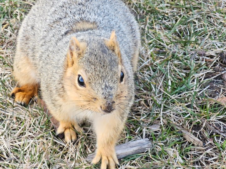 Close-up photo of a squirrel, taken with the Galaxy S23 Ultra.