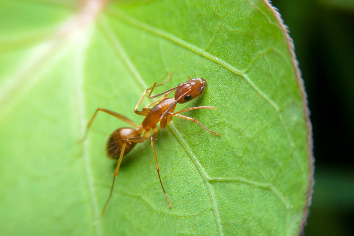 Close-up of yellow crazy ant on green leaf Getty Images/afe207