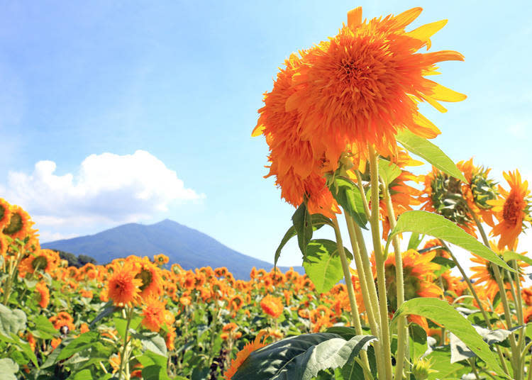 主要栽種的是花瓣層層疊起開放的「東北八重向日葵」