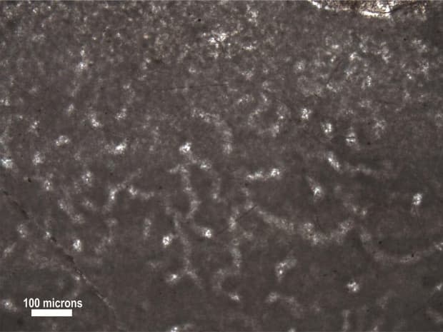 These microscopic 890-million-year-old fossils found in the Northwest Territories are thought to be the remains of an ancient sponge. If that's the case, they would be by far the oldest animal fossils ever found.  (Elizabeth Turner/Laurentian University - image credit)