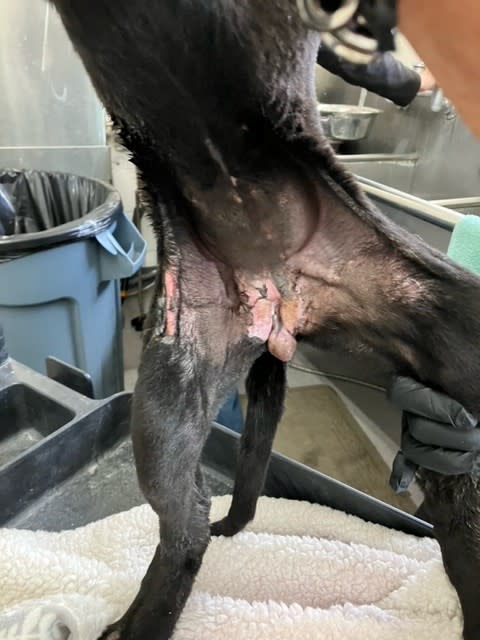 San Bernardino severly burned puppy