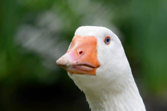 head o a white goose