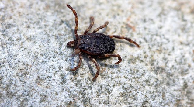 The picture above shows a hard tick (magnified)  Source: AAP / Stock image