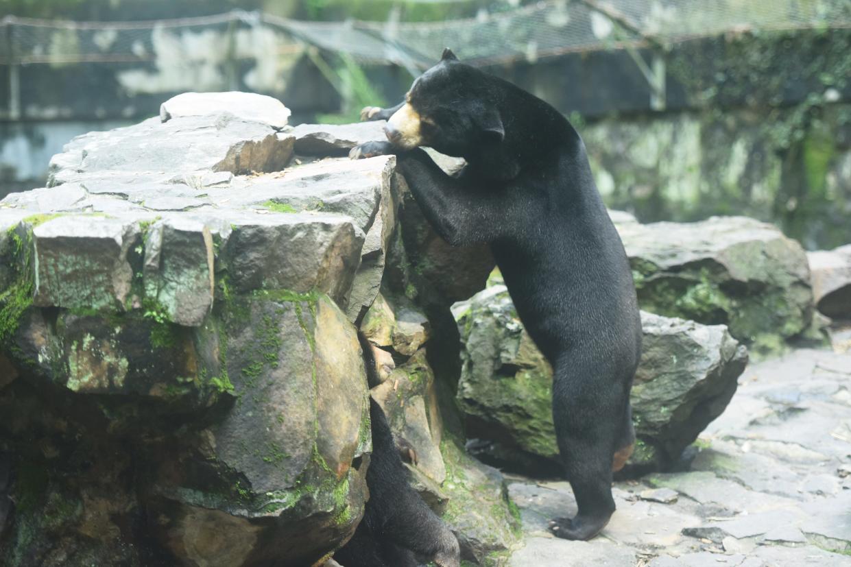 People are visiting a Chinese zoo just to catch a glimpse of a viral Malayan sun bear.