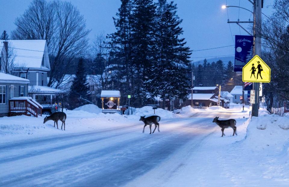 Deer cross a snowy and icy road in rural northern New Hampshire.