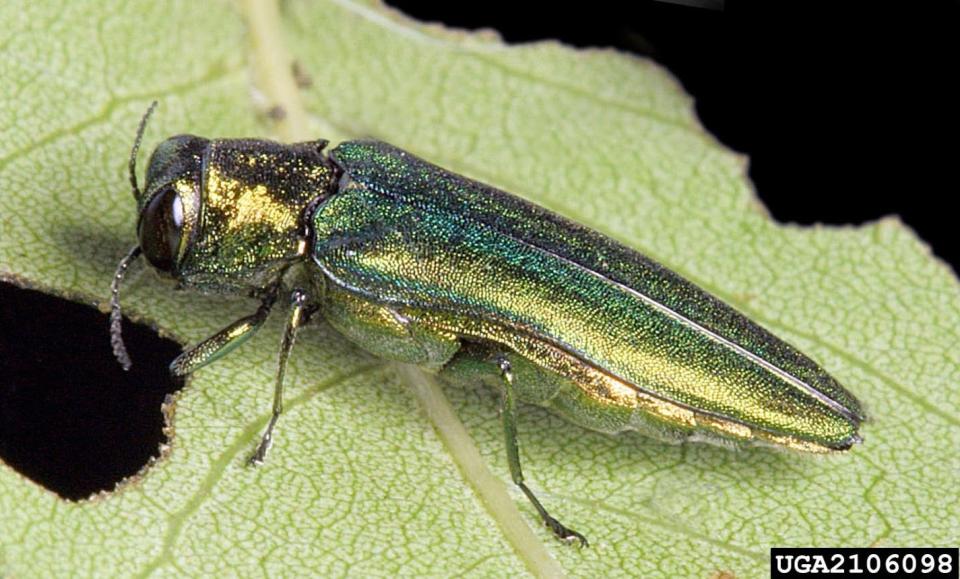 Emerald ash borer.