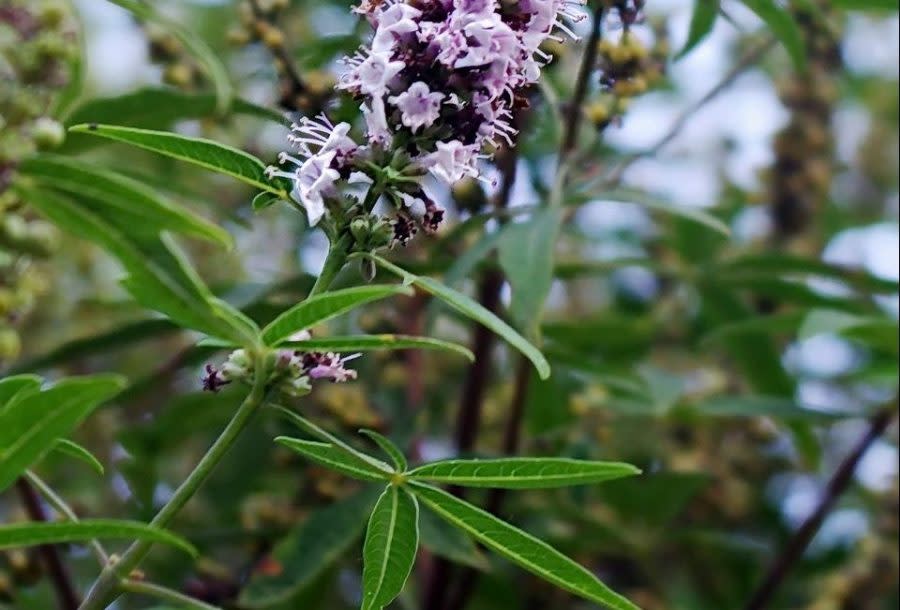 Leaves and blooms from a vitex agnus-castus, or Chaste Tree. (File image)