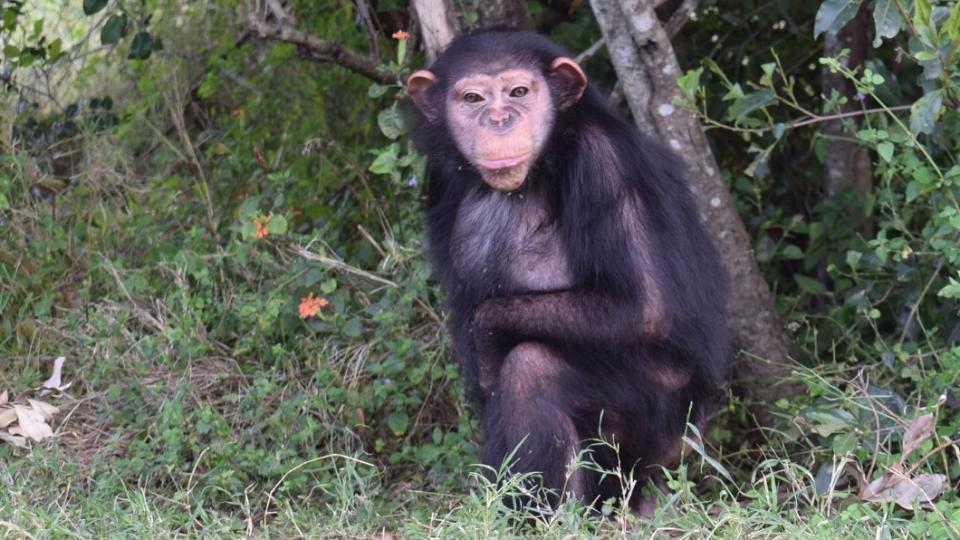 芭蘭被人類養大，成長過程都遭同類排擠。（圖／翻攝自Ol Pejeta Conservancy Facebook）