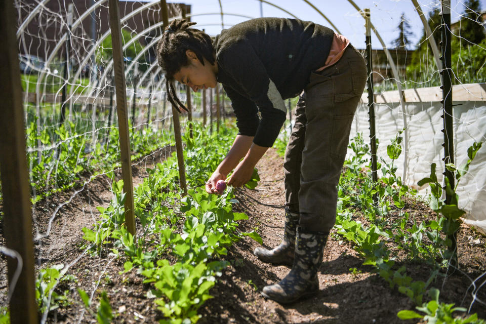 Chloe Moore, farm director, tends to the Southside Community Farm in the historically Black Asheville neighborhood of Southside on April 27, 2022.