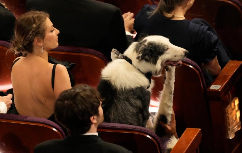 Messi the dog got his own seat at the Oscars. Chris Pizzello/Invision/AP