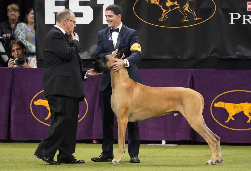 2020 Westminster Kennel Club Dog Show at Madison Square Garden in New York City