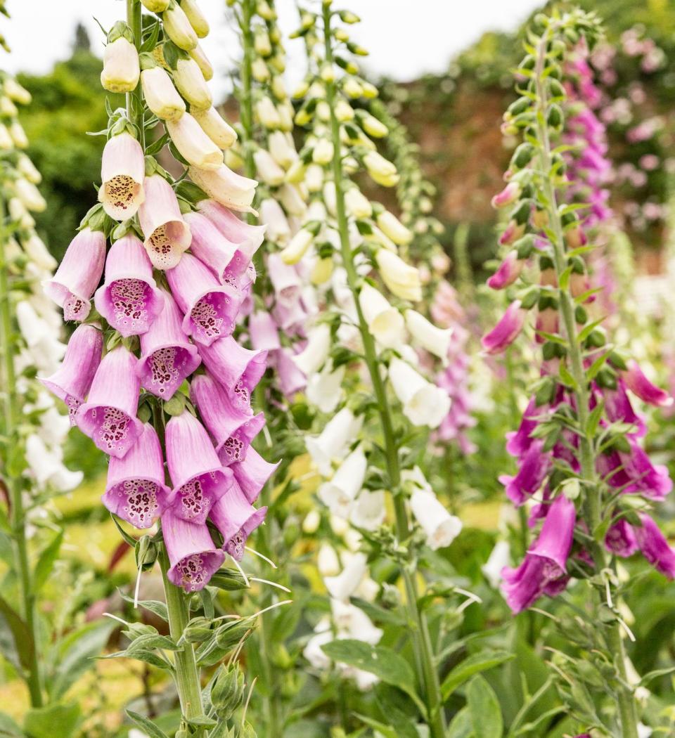 close up of pink flowering plant