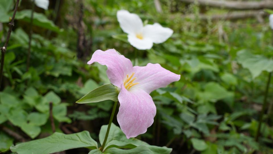 Large-flowered trillium is the official state flower of Ohio.