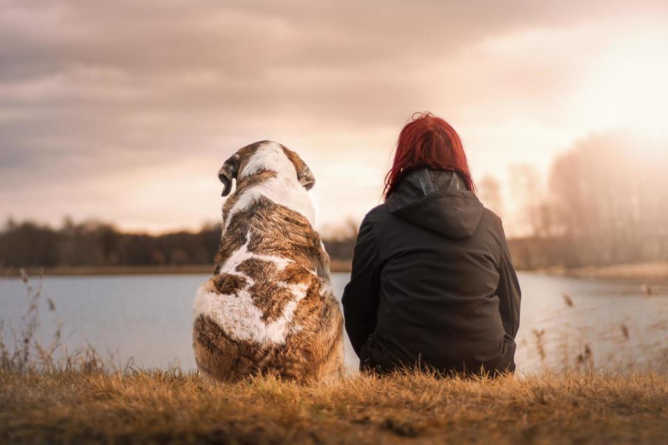 Dog owners are 24 per cent less likely to die over the next decade than non-dog owners, according to the study: Pixabay