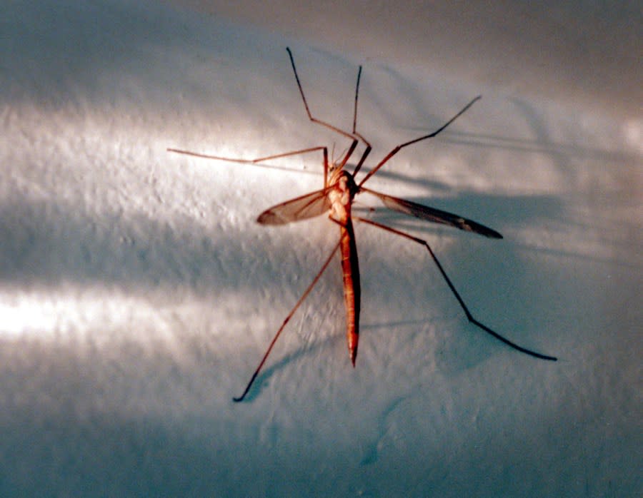 A crane fly clings to a wall in a Ventura home. (Photo by Alan Hagman/Los Angeles Times via Getty Images)