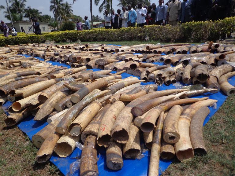 A stock of ivory seized from traffickers is put on display in Lome, Togo, February 4, 2014