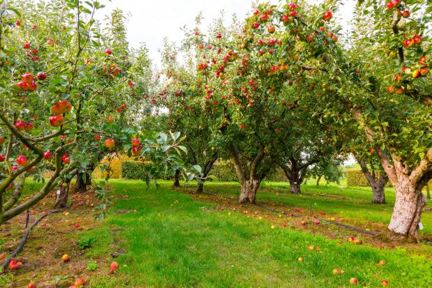 do apple trees attract bees