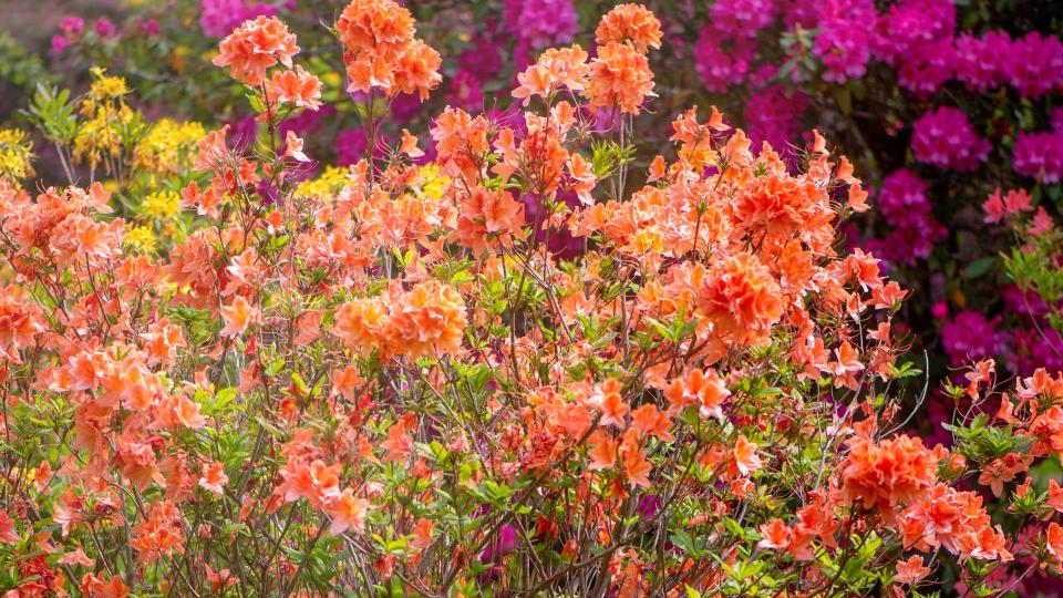 Rhododendron