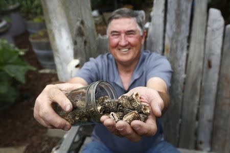 San Francisco Mycological Society President Curt Haney displays some dried morel mushrooms at his home in San Francisco, California June 2, 2014. REUTERS/Elijah Nouvelage