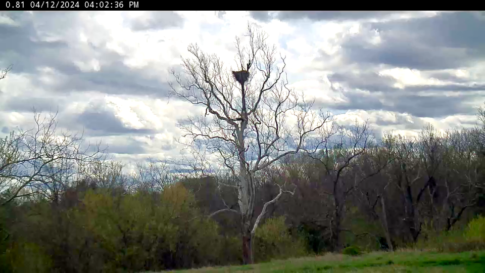 The bald eagle nest on a large sycamore tree in a wide field at the National Conservation Training Center in West Virginia.