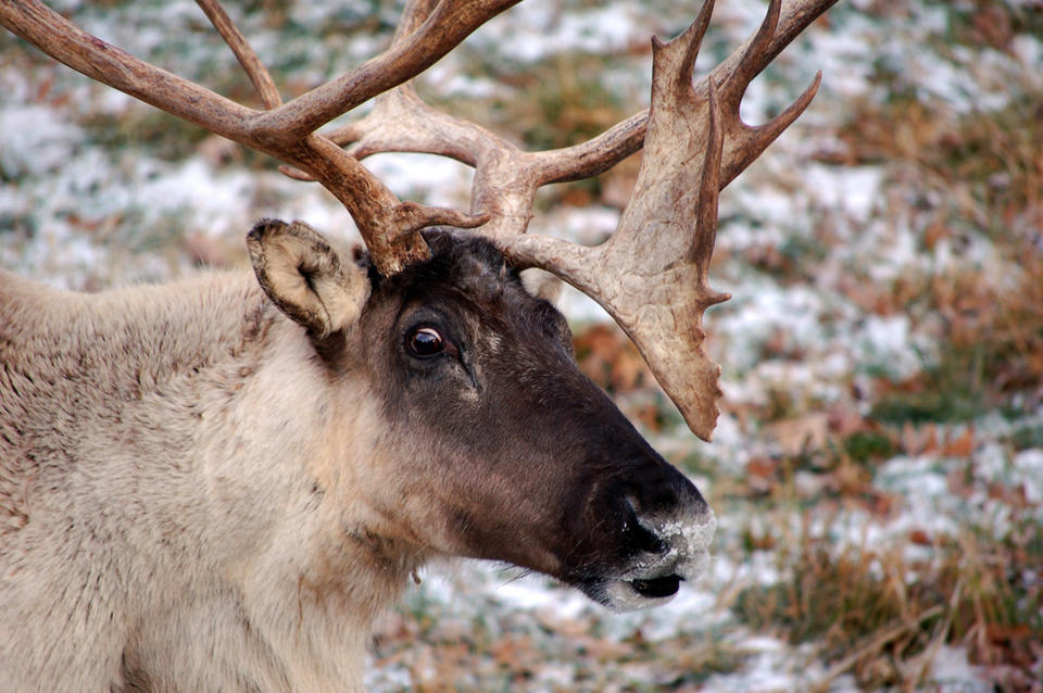 Wild reindeer populations have declined more than 50 percent over the last two decades. (Photo: ASSOCIATED PRESS)